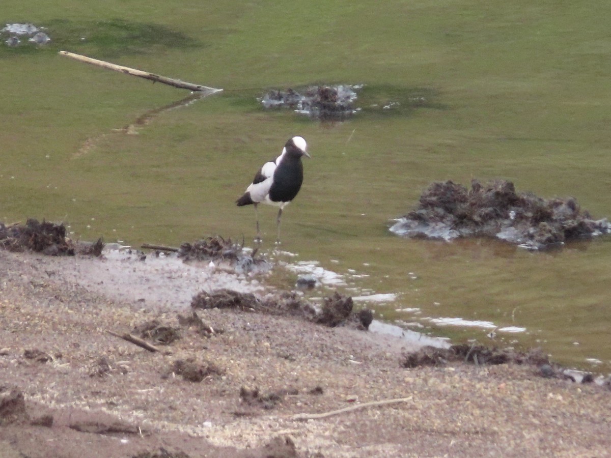 Blacksmith Lapwing - ML636083983
