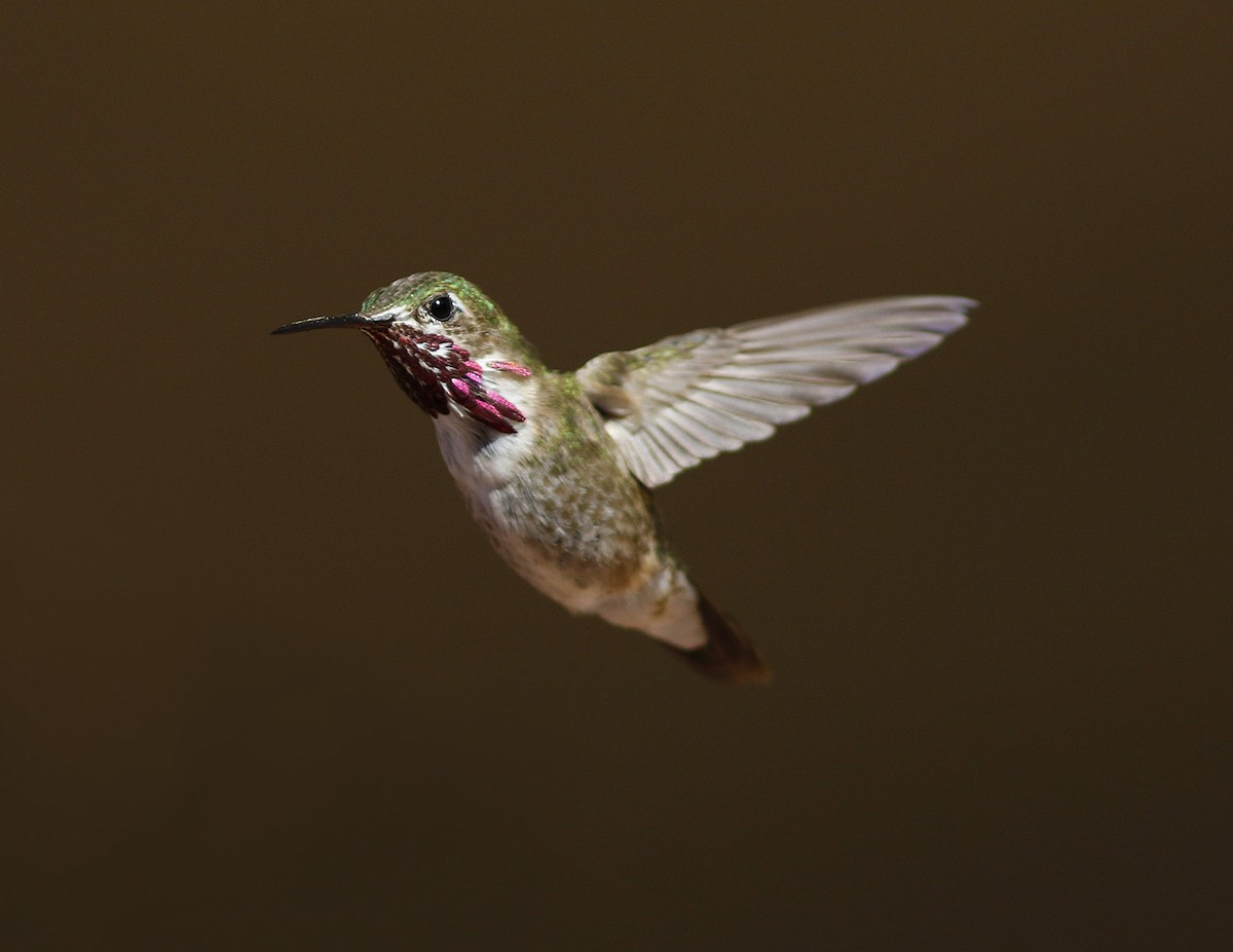 Calliope Hummingbird - ML63608401