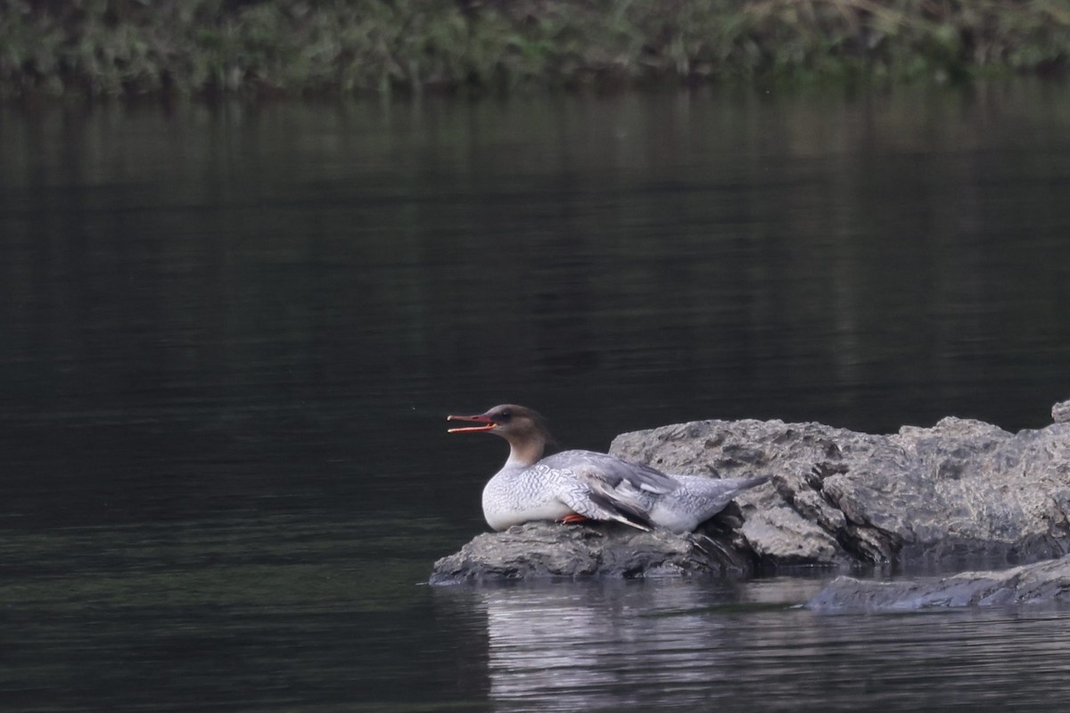 Scaly-sided Merganser - ML636084011