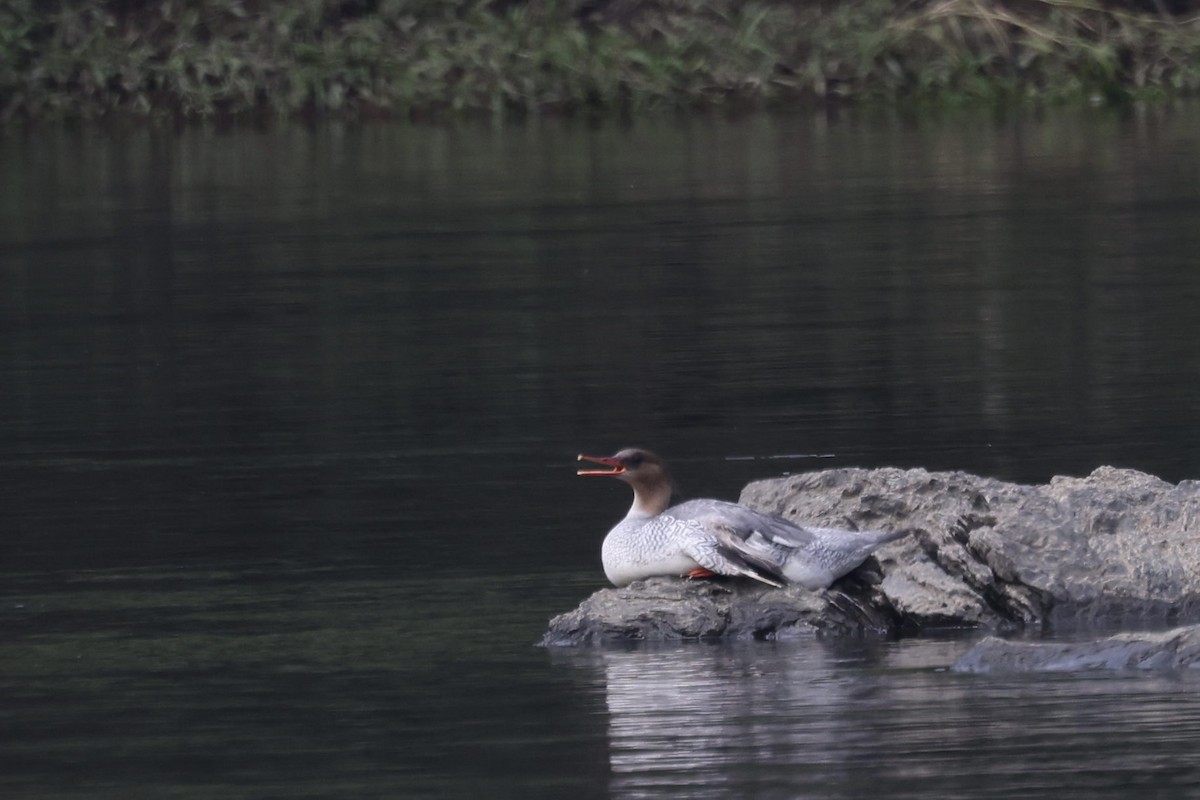 Scaly-sided Merganser - ML636084012