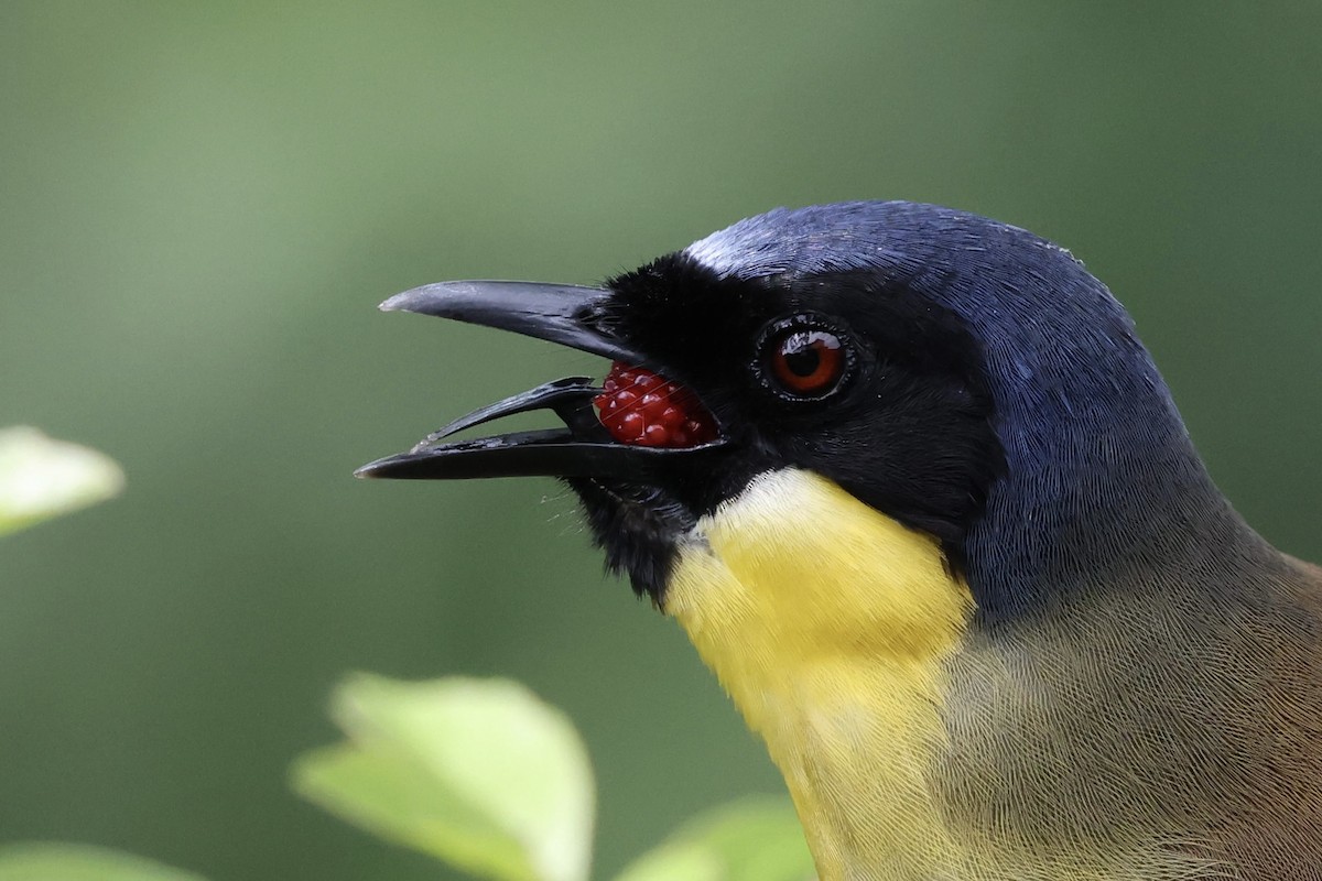 Blue-crowned Laughingthrush - ML636084045