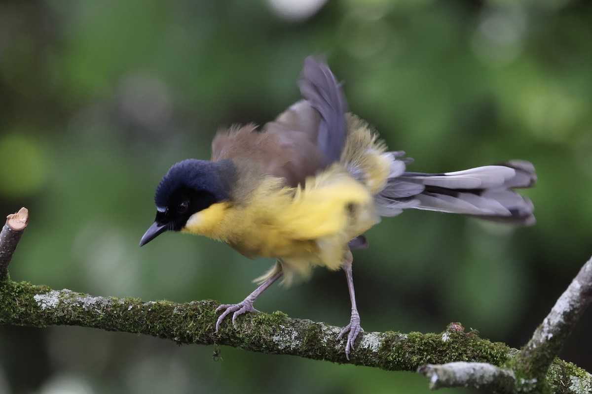 Blue-crowned Laughingthrush - ML636084046