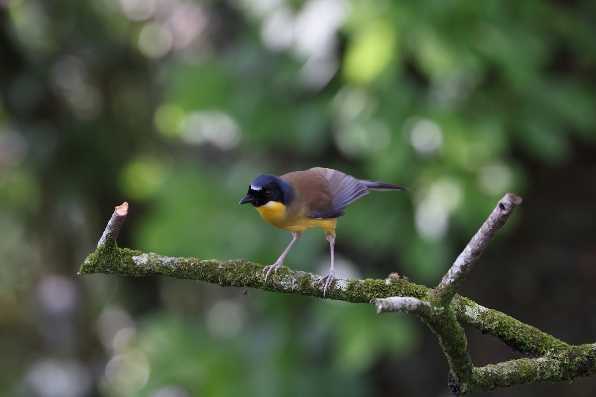 Blue-crowned Laughingthrush - ML636084049