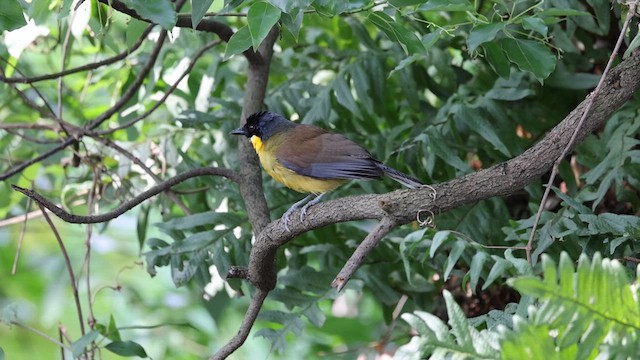 Blue-crowned Laughingthrush - ML636084051