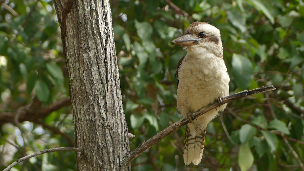 Laughing Kookaburra - ML636084057