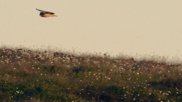 Short-eared Owl - ML636084068