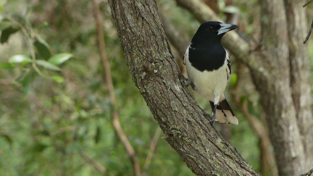 Pied Butcherbird - ML636084074