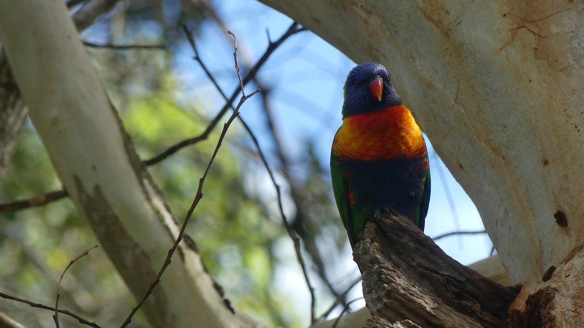 Rainbow Lorikeet - ML636084078