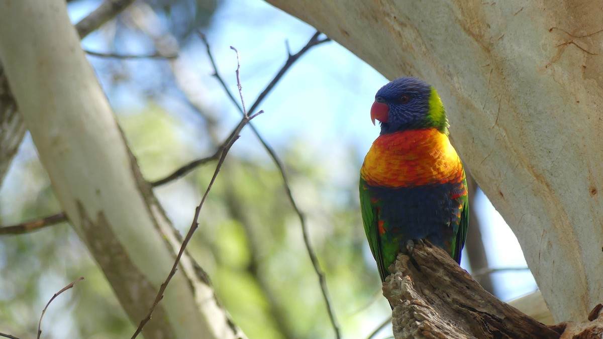 Rainbow Lorikeet - ML636084079