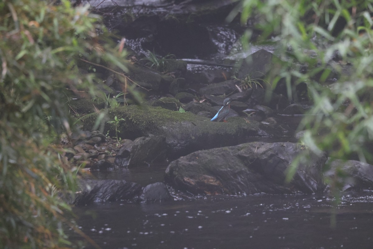 Blyth's Kingfisher - ML636084094