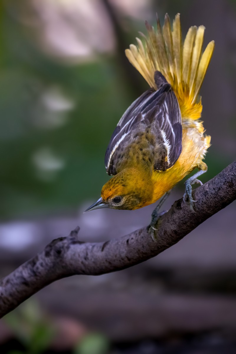 Baltimore Oriole - ML636084166