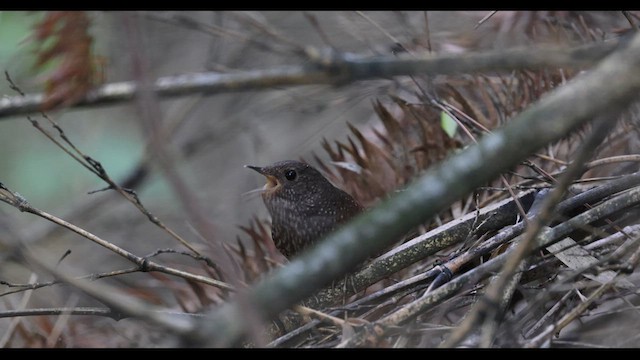 Spotted Elachura - ML636084368