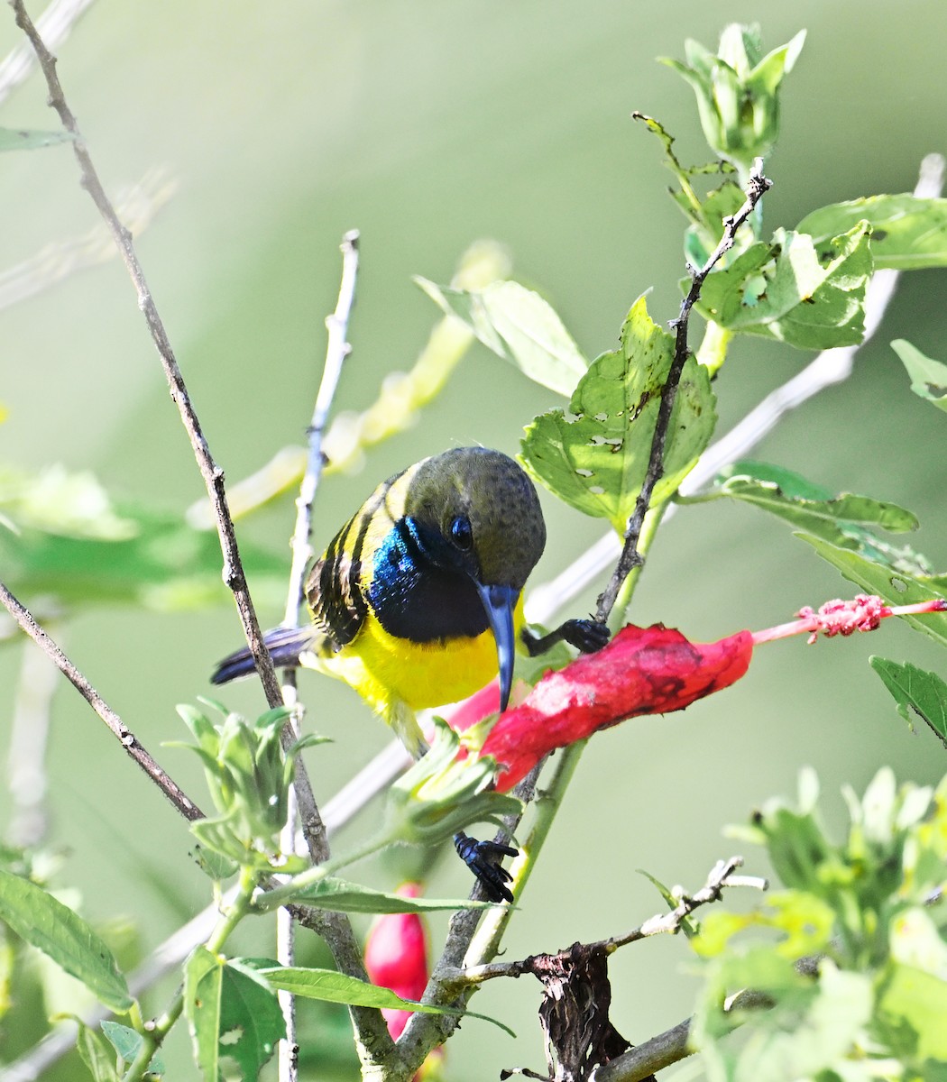 Garden Sunbird - ML636084390