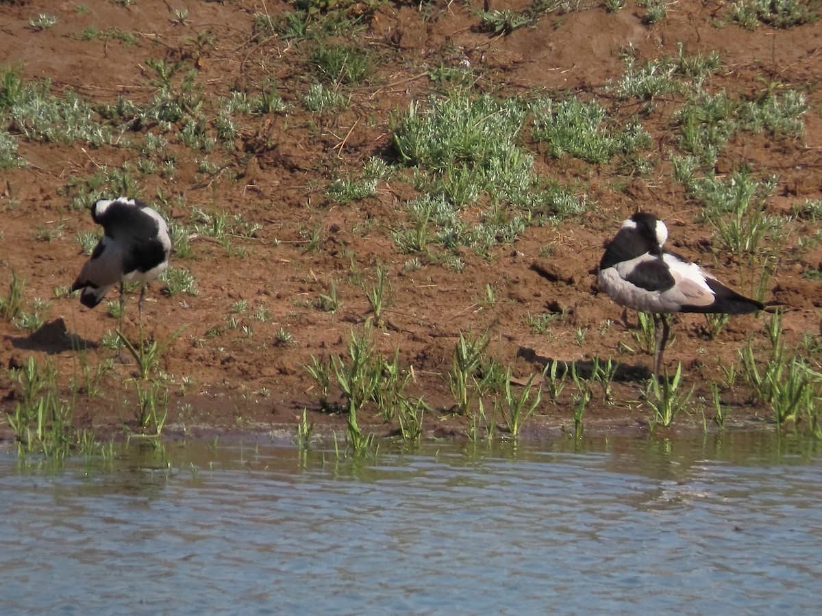 Blacksmith Lapwing - ML636084414