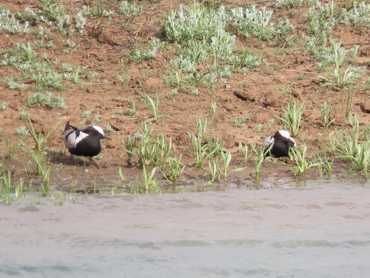 Blacksmith Lapwing - ML636084476