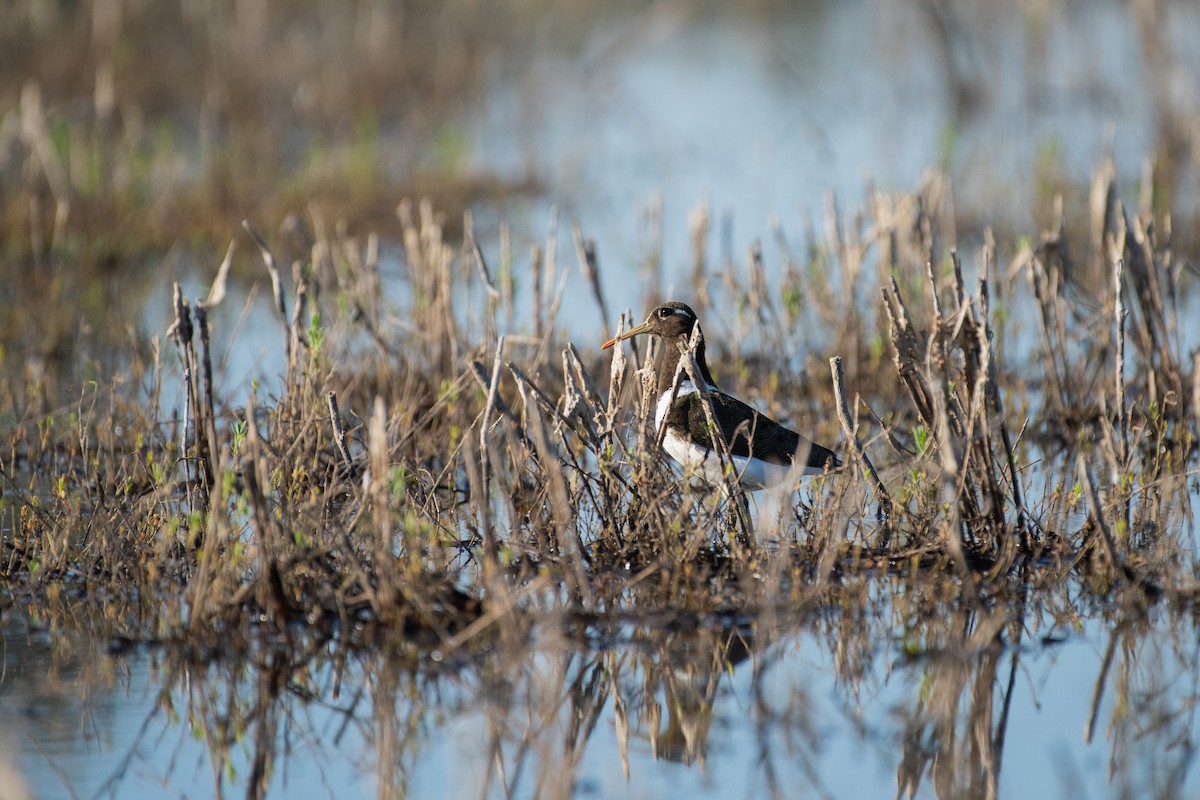 Australian Painted-Snipe - ML636084497