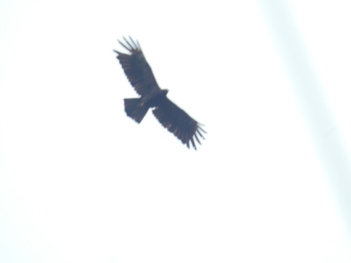 Black Eagle - ML636084504