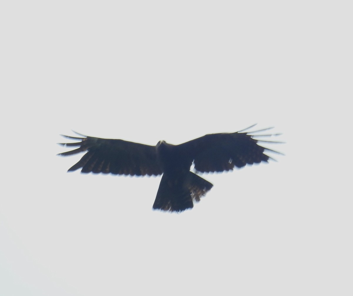 Black Eagle - ML636084505