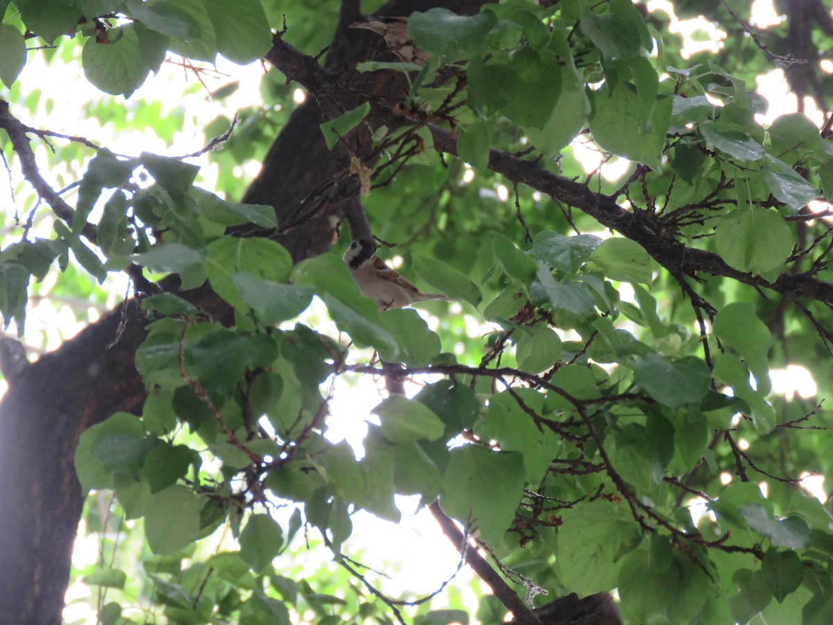 Eurasian Tree Sparrow - ML636084523