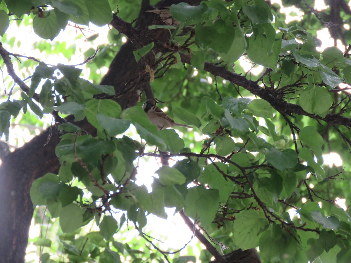 Eurasian Tree Sparrow - ML636084524