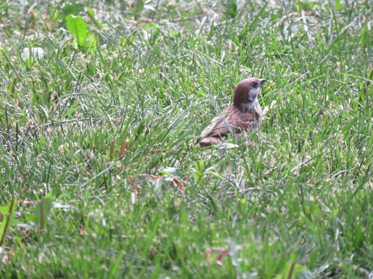 Eurasian Tree Sparrow - ML636084525