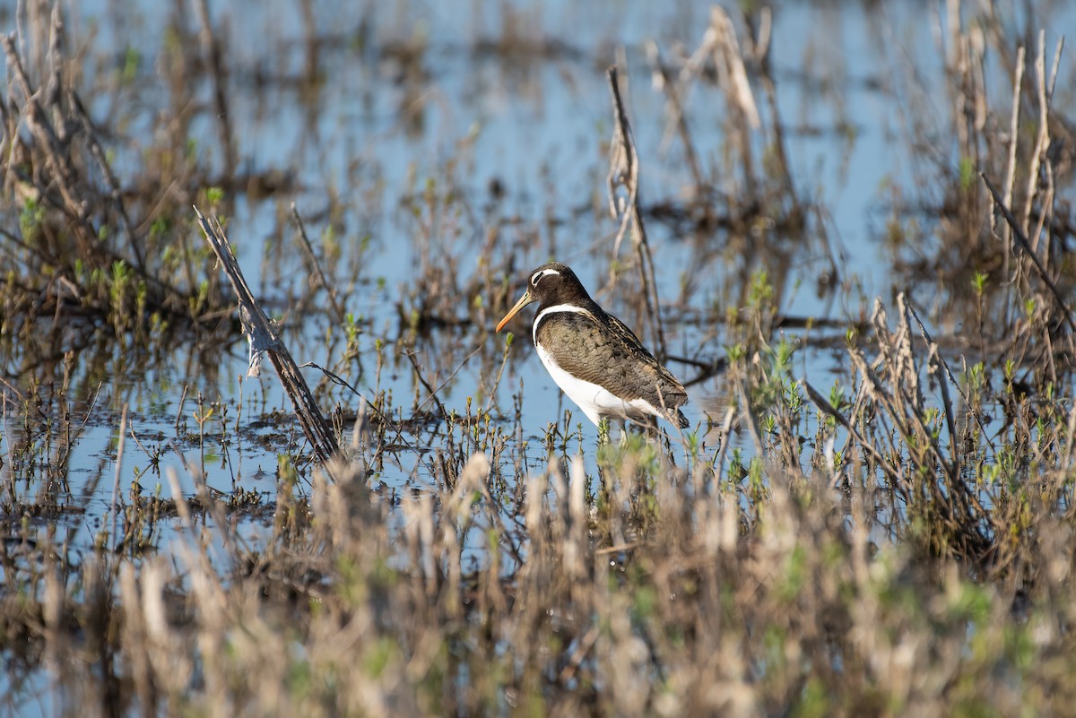 Australian Painted-Snipe - ML636084571
