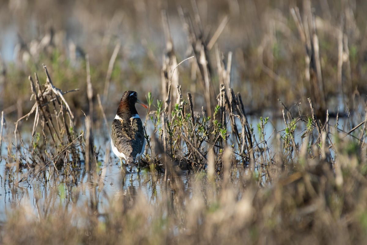 Australian Painted-Snipe - ML636084614