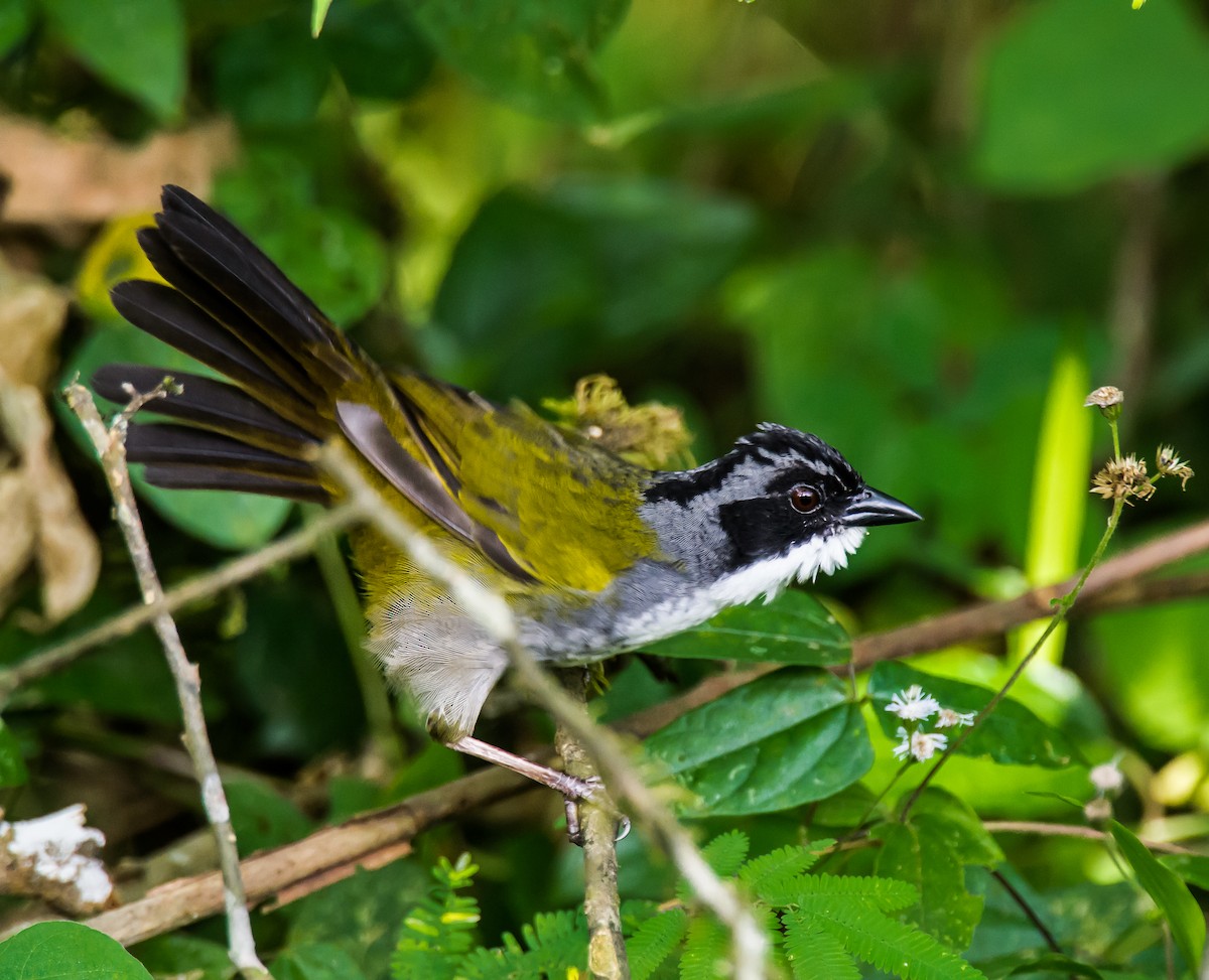 Costa Rican Brushfinch - ML636084625
