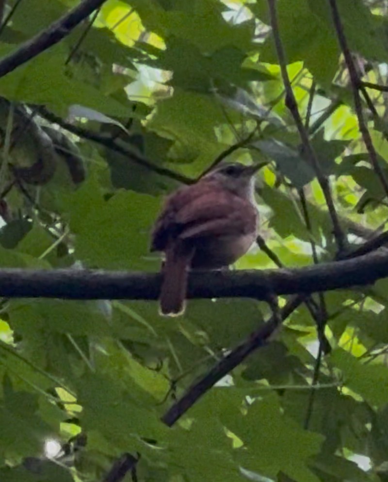Northern Waterthrush - ML636084648