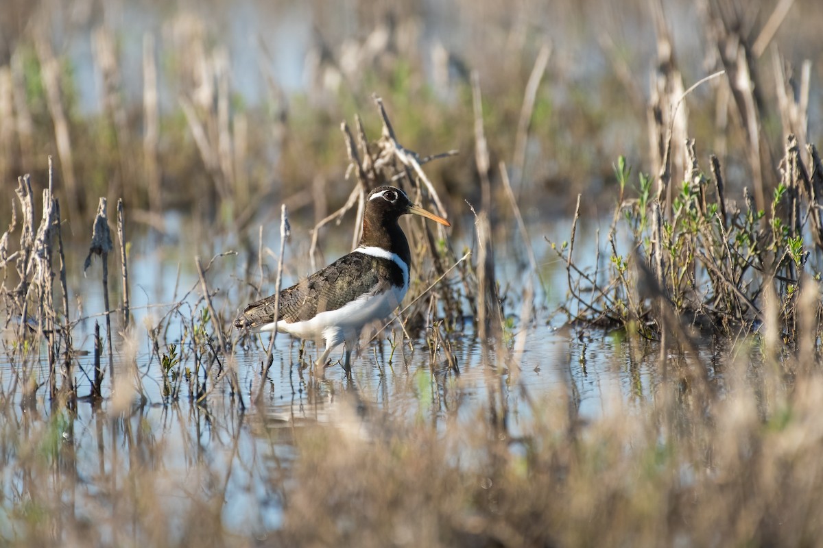 Australian Painted-Snipe - ML636084666