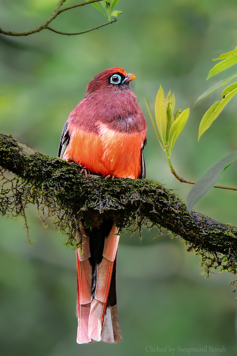 Trogon de Ward - ML636084716