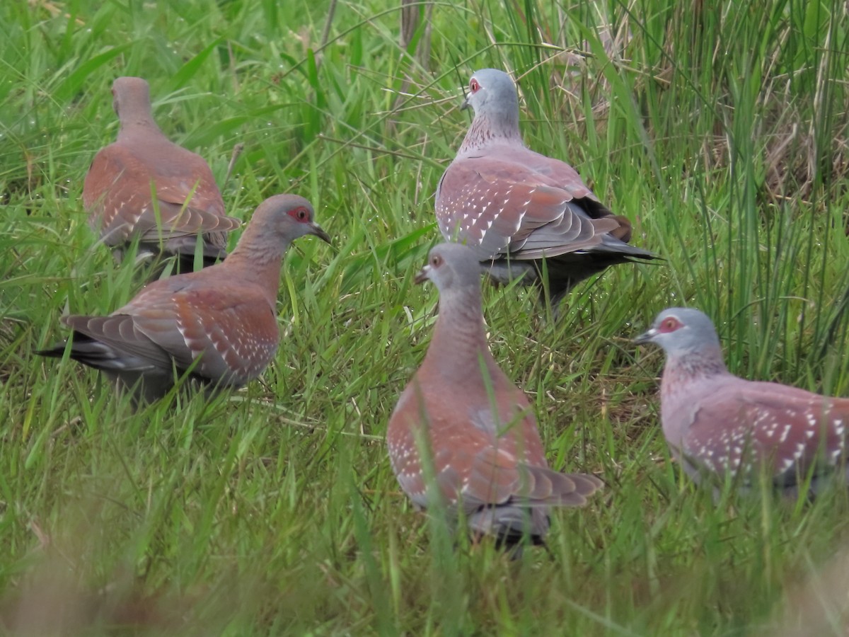 Speckled Pigeon - ML636084811