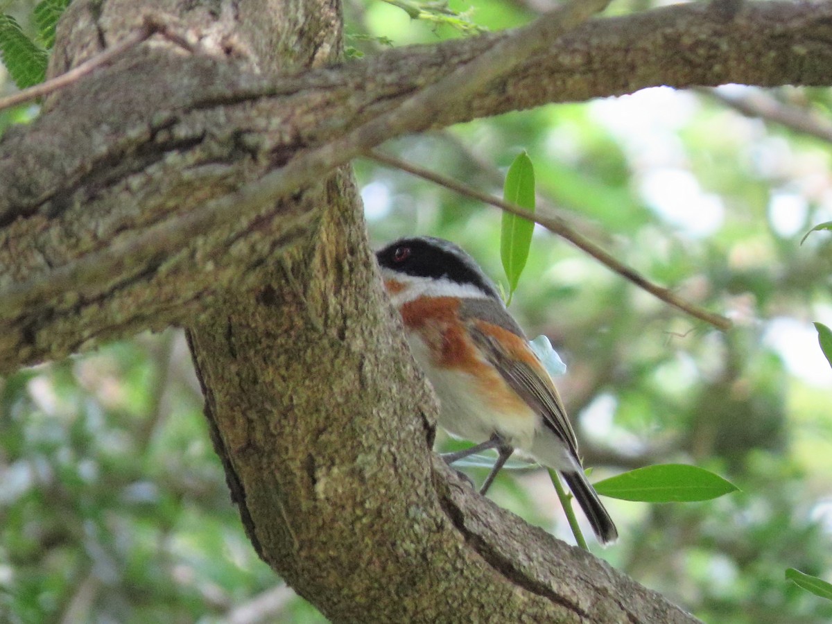 Cape Batis - ML636084908