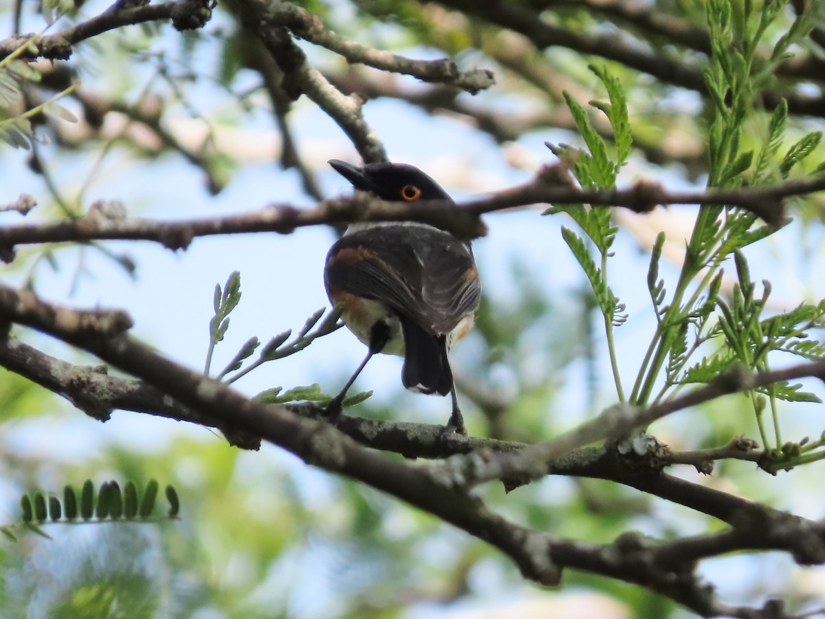 Cape Batis - ML636084909