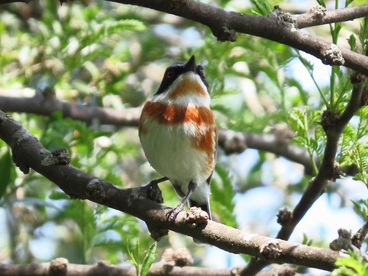 Cape Batis - ML636084910