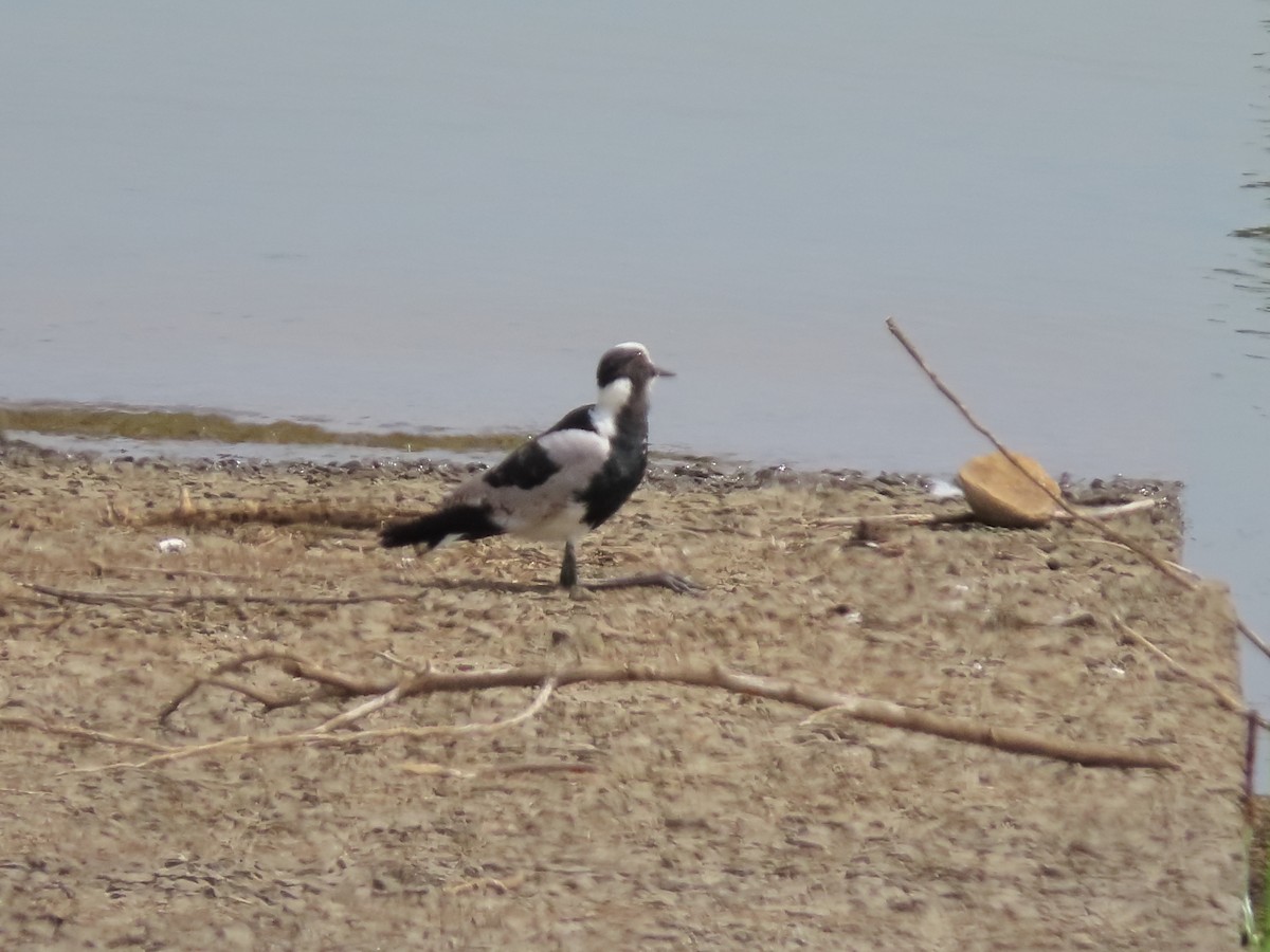 Blacksmith Lapwing - ML636084920
