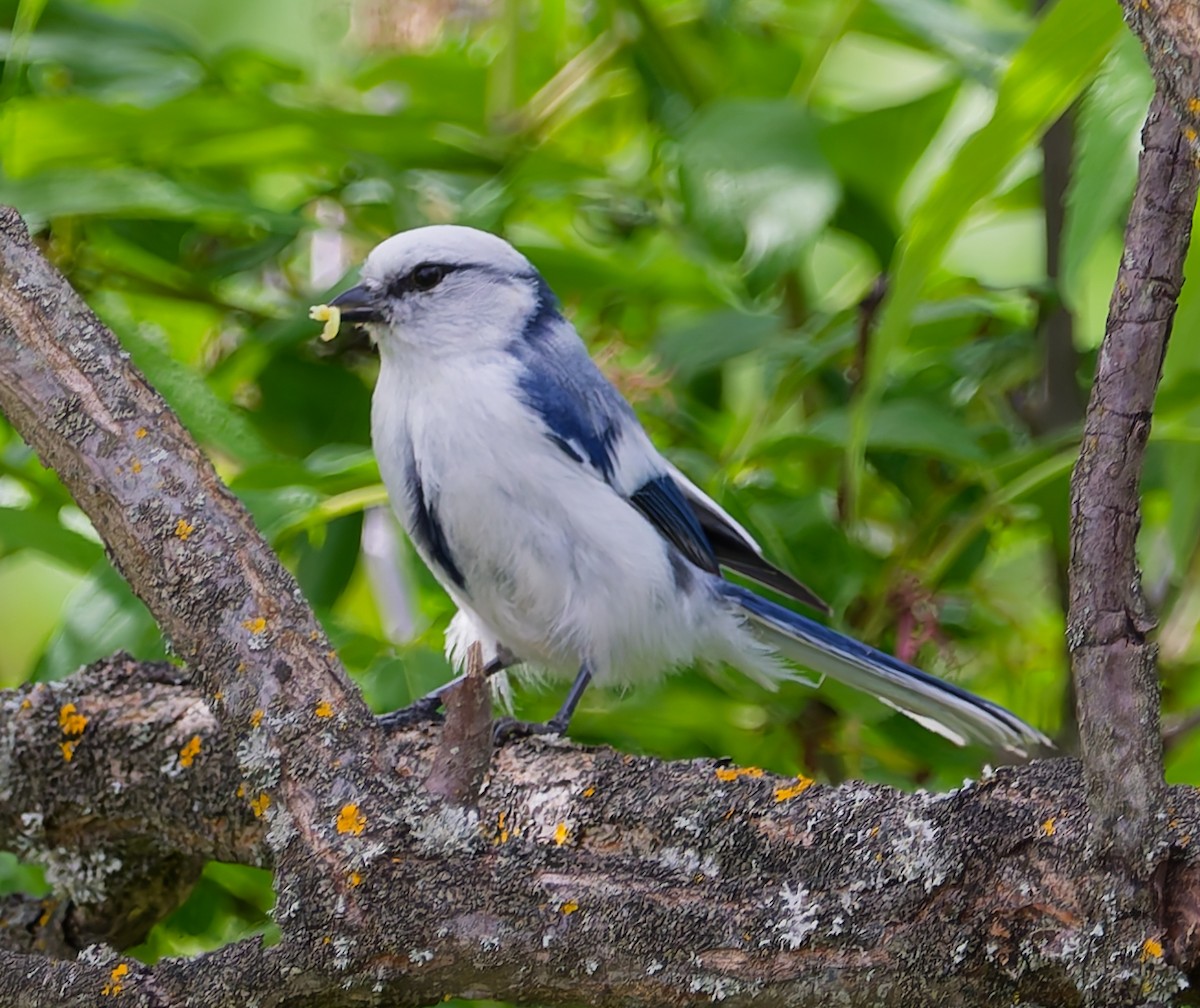 Белая лазоревка - ML636084941