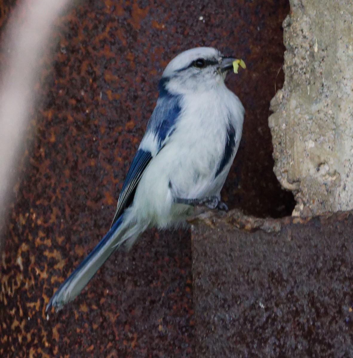 Белая лазоревка - ML636084942