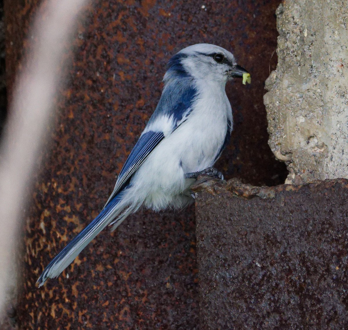 Белая лазоревка - ML636084943