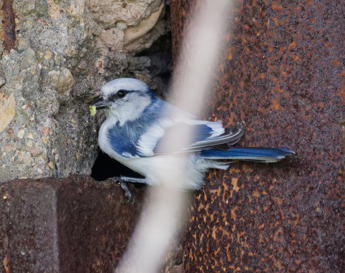 Белая лазоревка - ML636084944