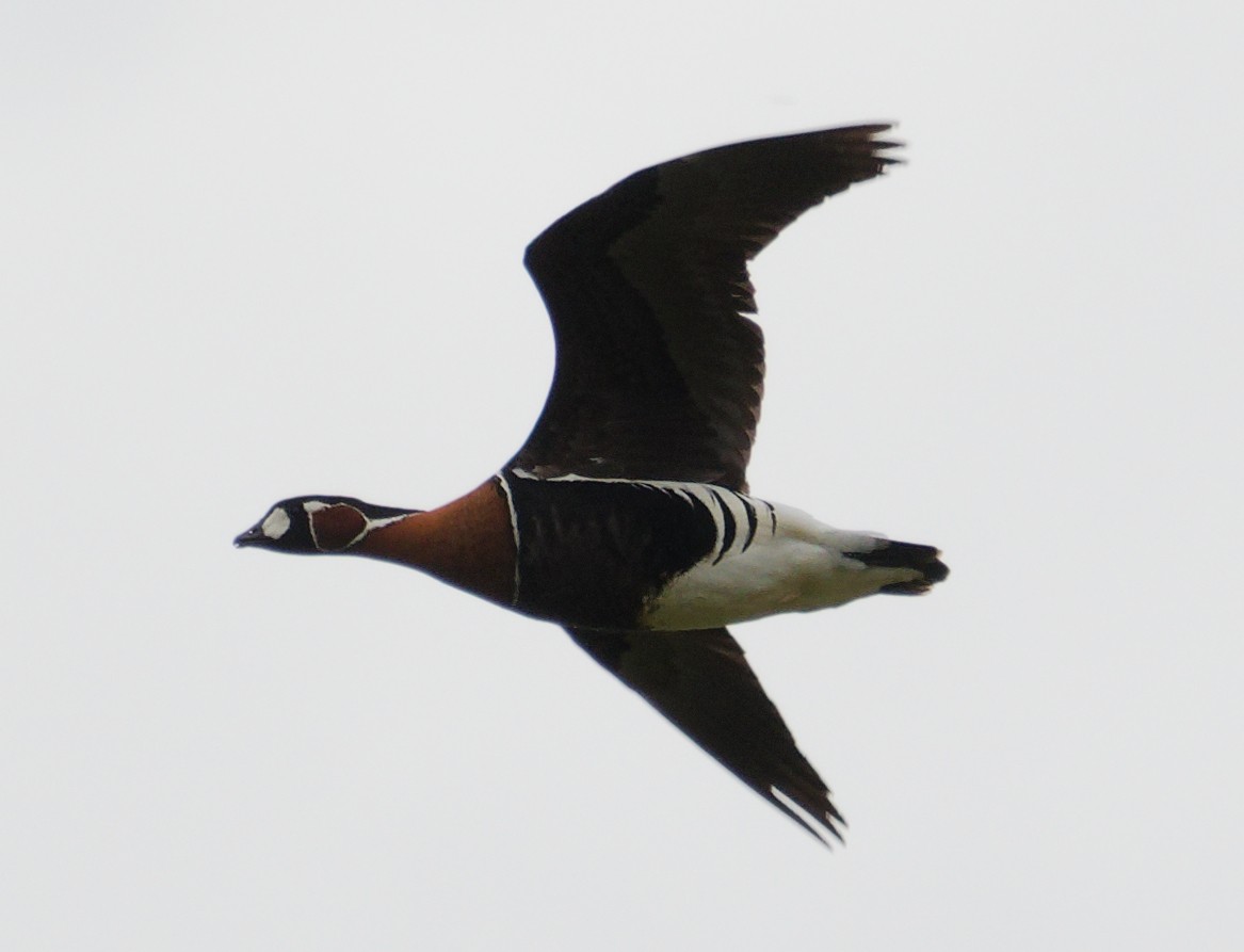 Red-breasted Goose - ML636085008