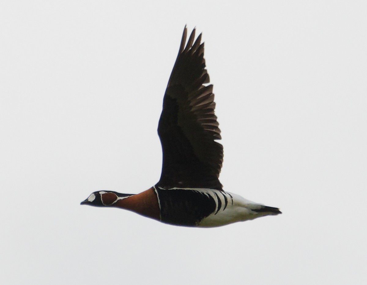 Red-breasted Goose - ML636085009