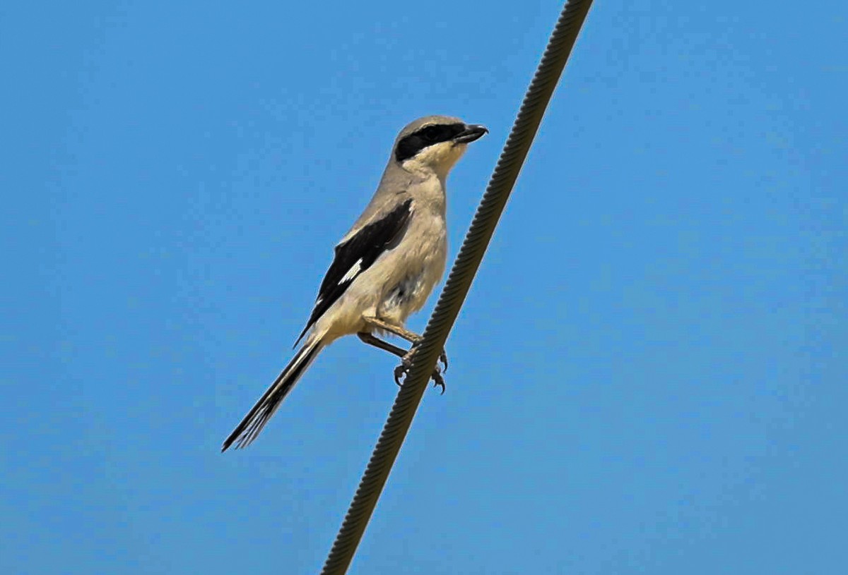 Үнсэн дунхай - ML636085048
