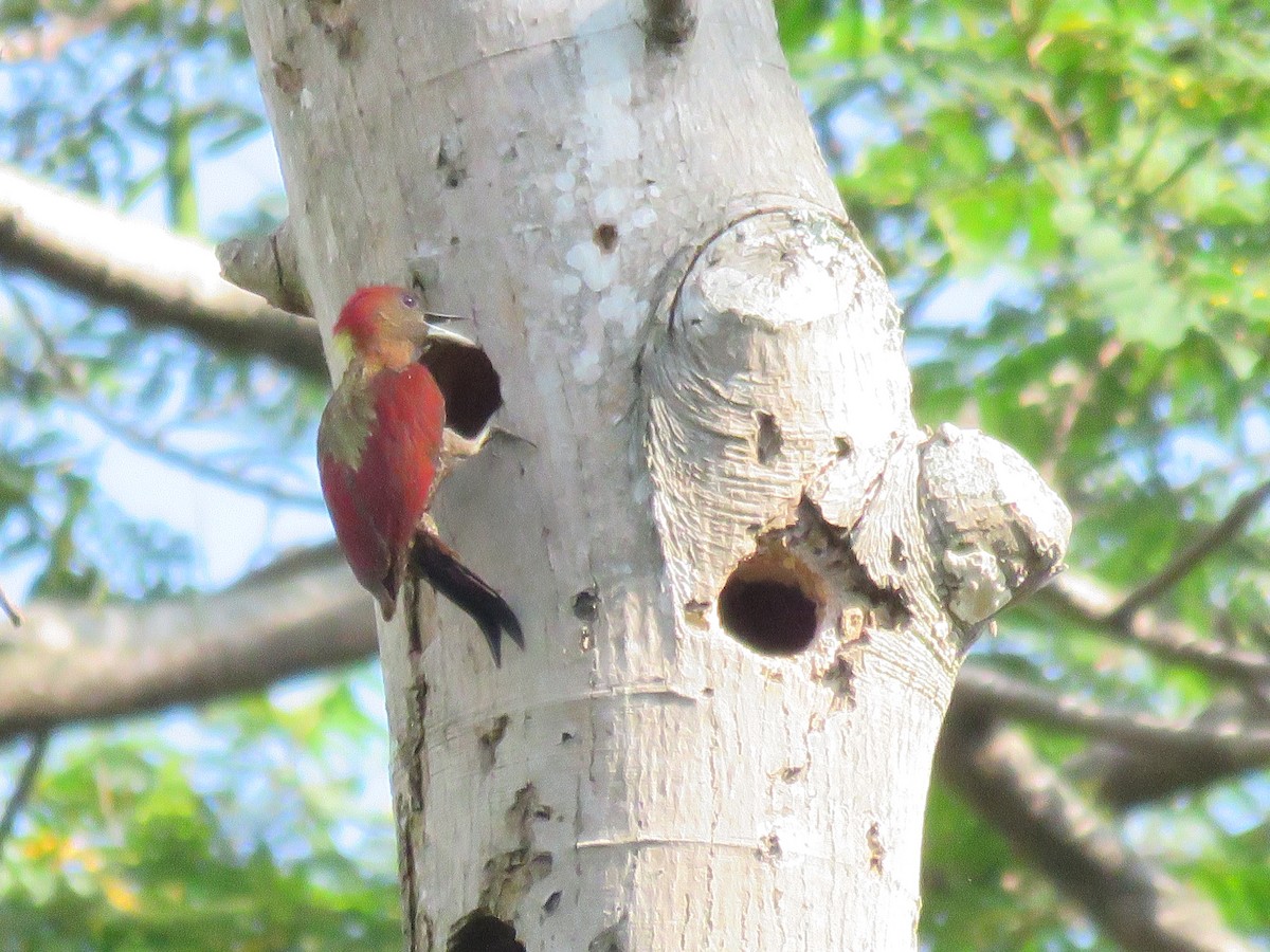Banded Woodpecker - ML636085111