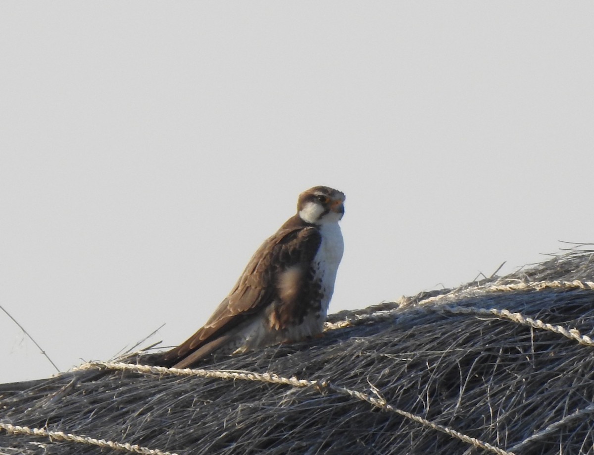 Laggar Falcon - ML636085118