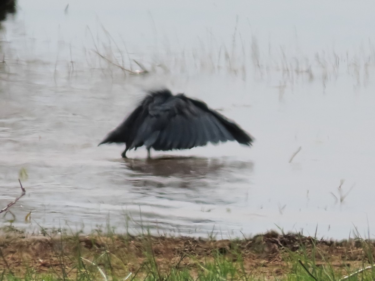 Black Heron - ML636085246