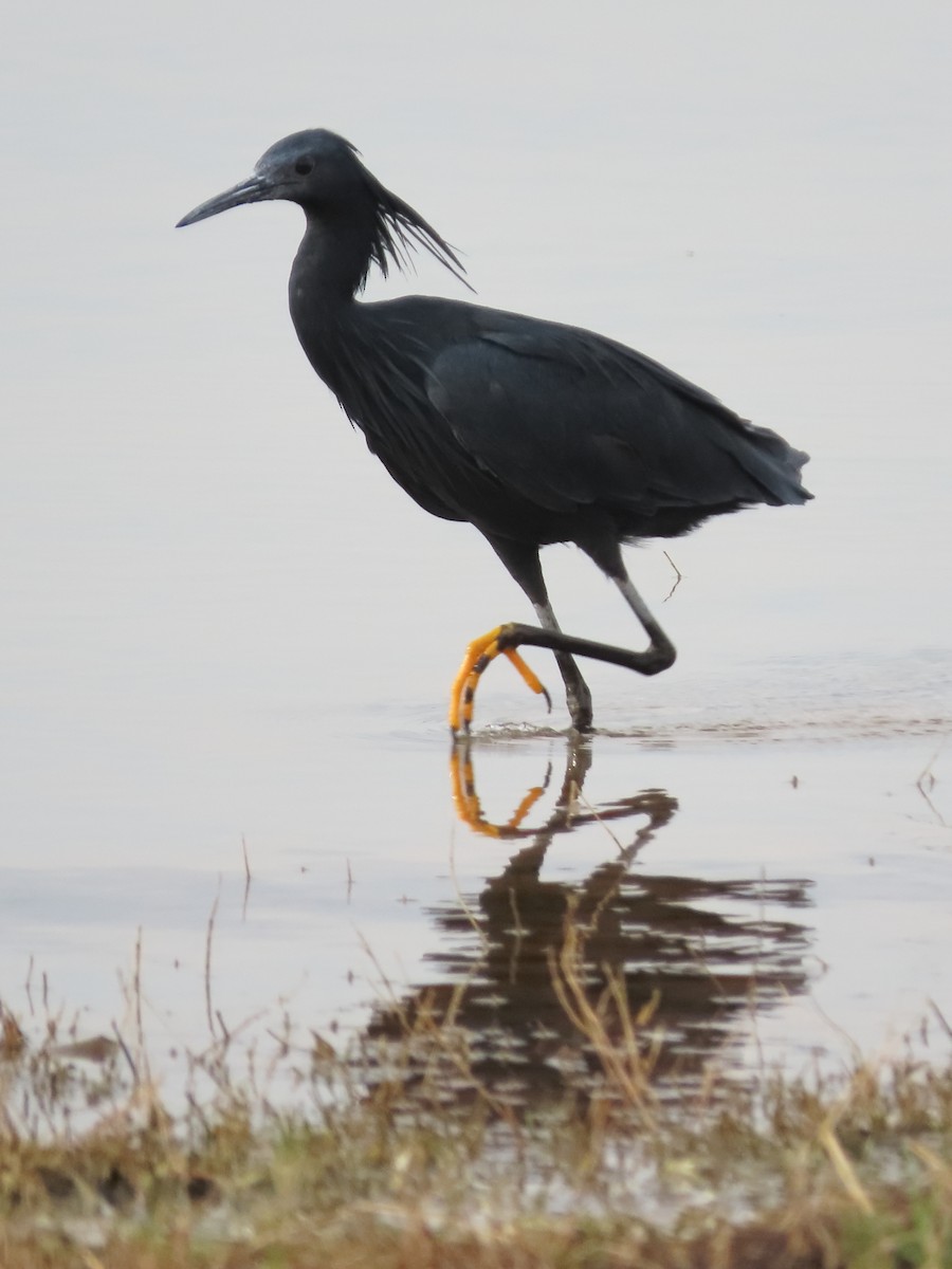 Black Heron - ML636085286