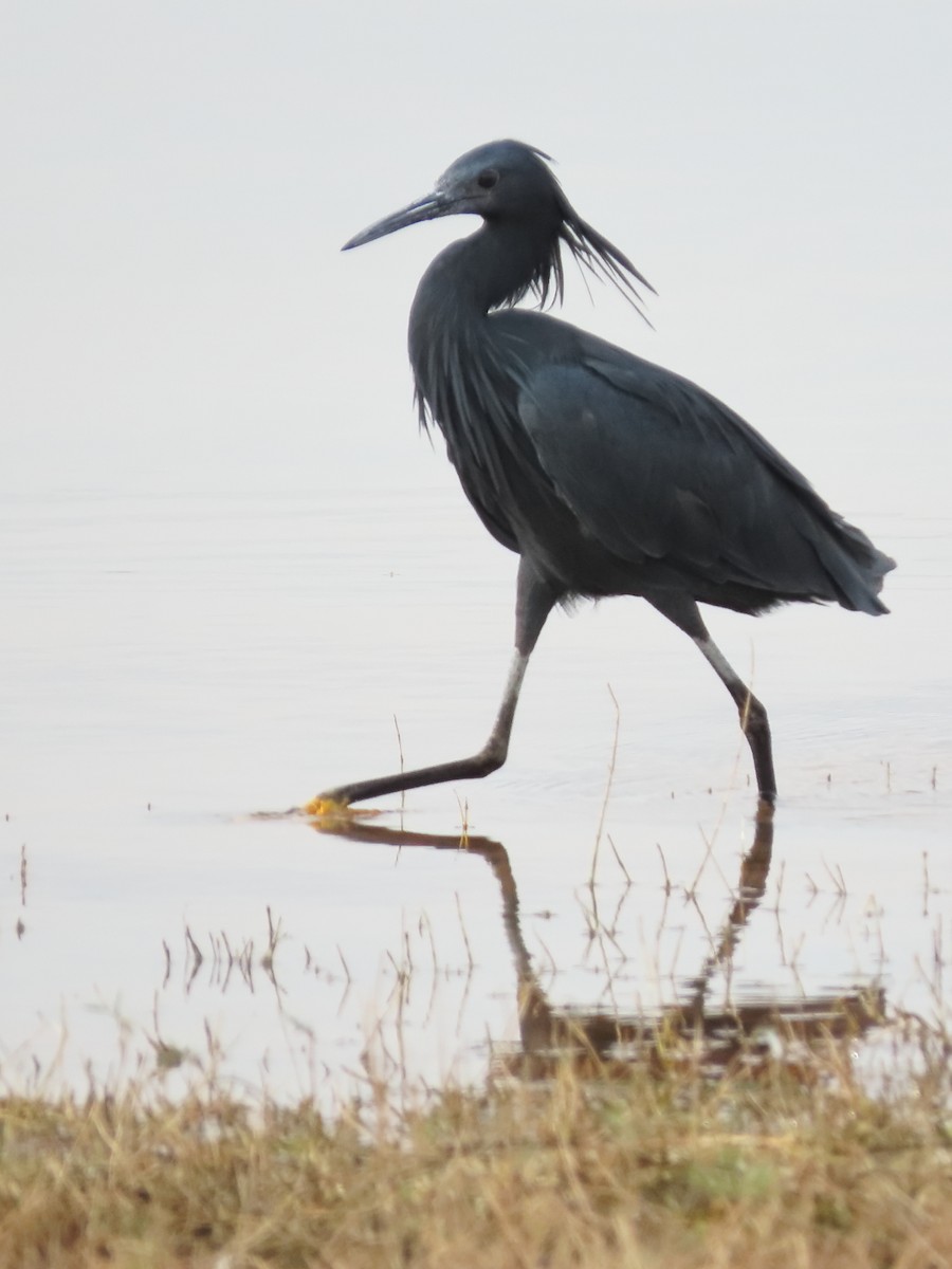 Black Heron - ML636085287