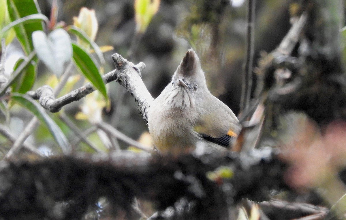 Yuhina à gorge striée - ML636085302
