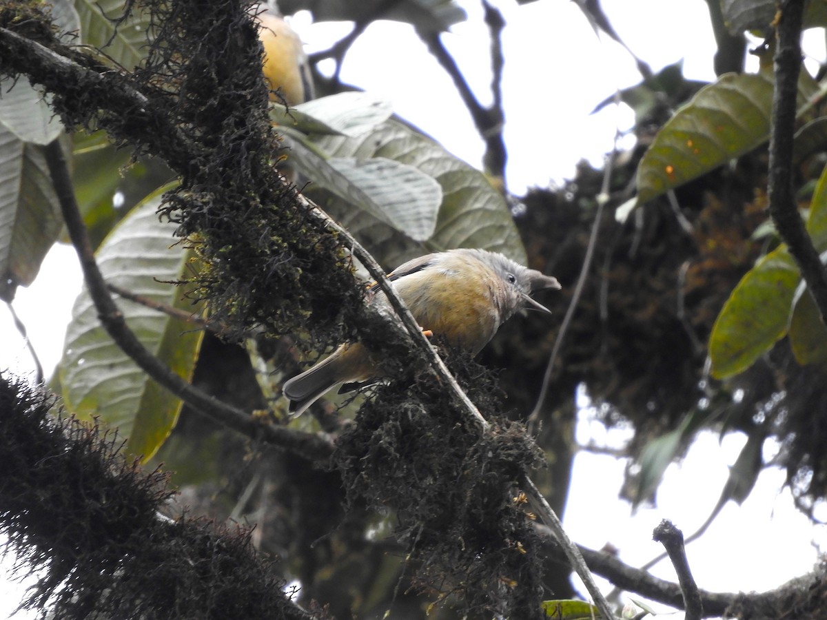 Yuhina à gorge striée - ML636085303